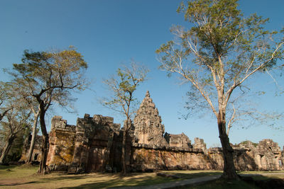 Trees in a temple