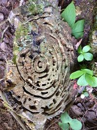 High angle view of tree trunk on field