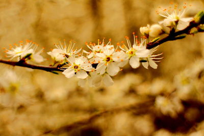 Close-up of white flowers