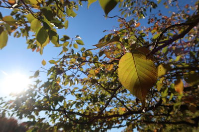 Low angle view of tree against sky