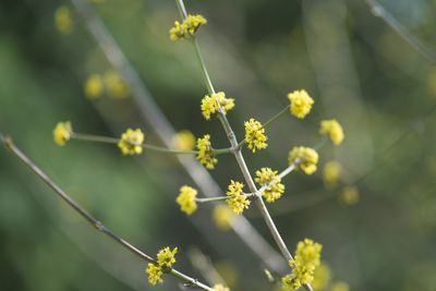 Close-up of flowering plant