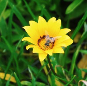 Close-up of bee on yellow flower