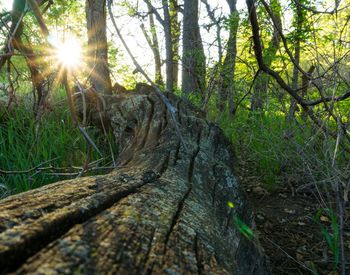 Sun shining through trees in forest