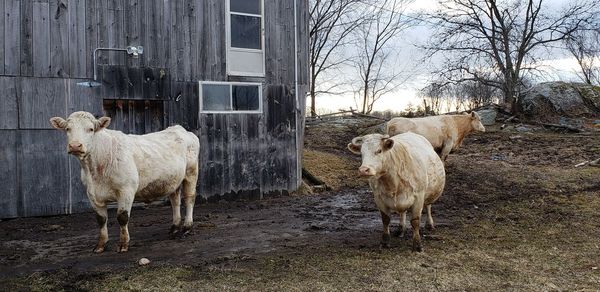 Sheep standing in a field