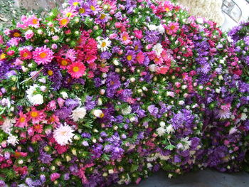 Close-up of flowers growing on plant