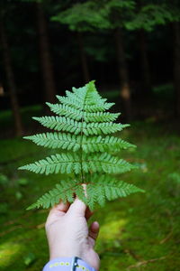 Cropped hand holding plant