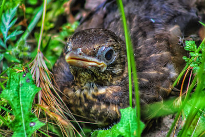 Close-up of a bird