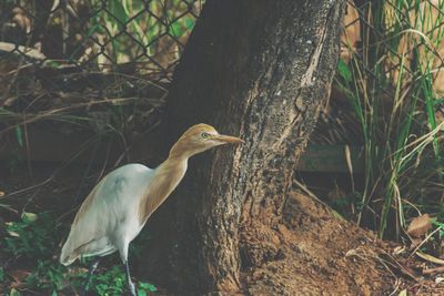 Close-up of bird perching on tree trunk