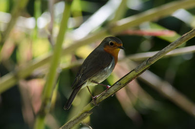 Close-up of bird perching outdoors