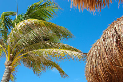 Low angle view of palm tree against blue sky