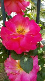 Close-up of pink flower