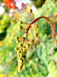 Close-up of fruits on tree