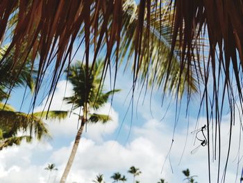 Low angle view of palm trees against sky