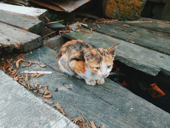 High angle view of a cat