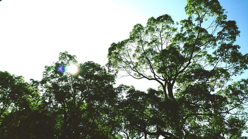 Low angle view of trees against sky