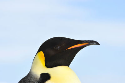 Close-up of a bird against clear sky