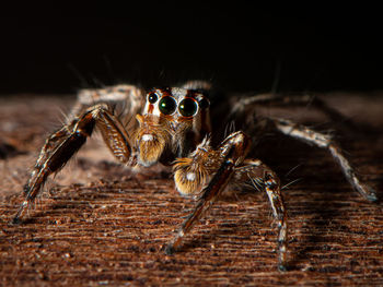 Close-up of spider on wood against black background