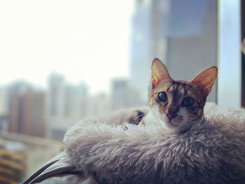 Close-up portrait of a cat