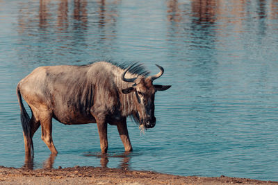 Horse standing in a lake