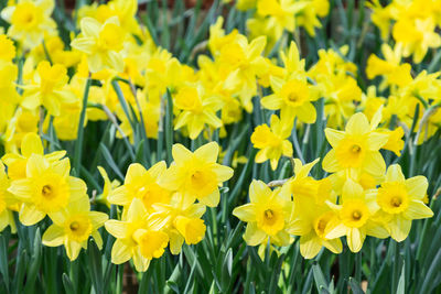 Close-up of yellow flowers growing on field