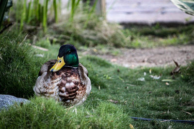 Mallard duck on a field