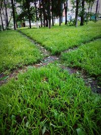 Trees growing on grassy field