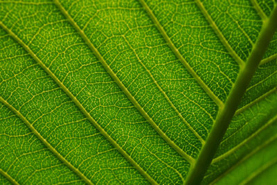 Full frame shot of leaf