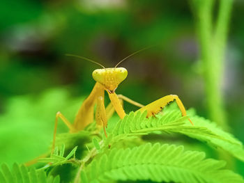 Close-up of insect on yellow flower