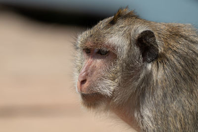 Close-up of long-tailed macaque shoulders and head