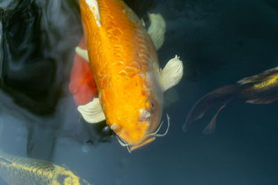 Close-up of fish swimming in sea