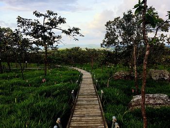 Boardwalk amidst trees on landscape against sky