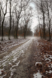 Road amidst trees during winter