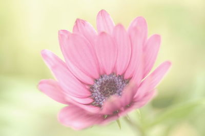 Close-up of pink flower blooming outdoors