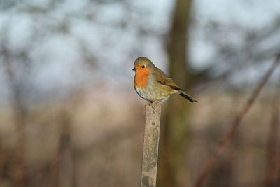 Close-up of bird perching outdoors