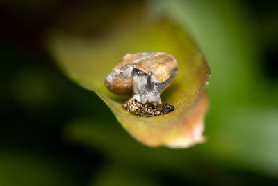 Close-up of snail on plant