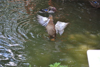 High angle view of duck swimming in lake