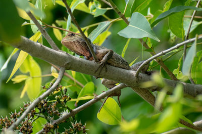 Close-up of a bird perching on plant