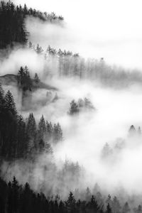 Aerial view of trees amidst fog