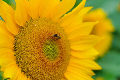 Close-up of insect on sunflower