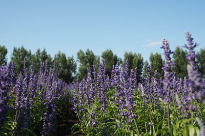 Close-up of purple flowers growing outdoors