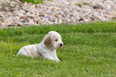 Dog sitting on grass