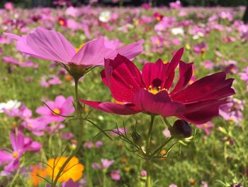 Close-up of pink cosmos flowers blooming outdoors