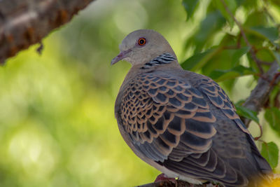 Close-up of a bird perching on branch