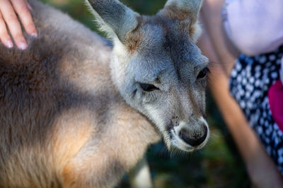 Close-up of deer