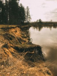 Scenic view of lake in forest against sky