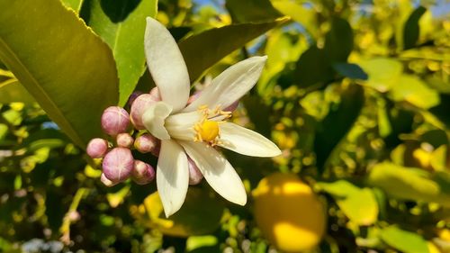 Close-up of yellow flowering plant