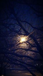 Low angle view of bare trees at sunset