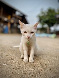 Close-up portrait of a cat