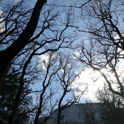 Low angle view of silhouette bare trees against sky