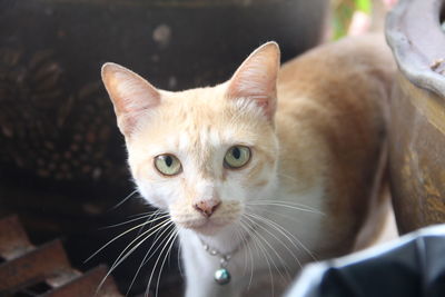 Close-up portrait of tabby cat